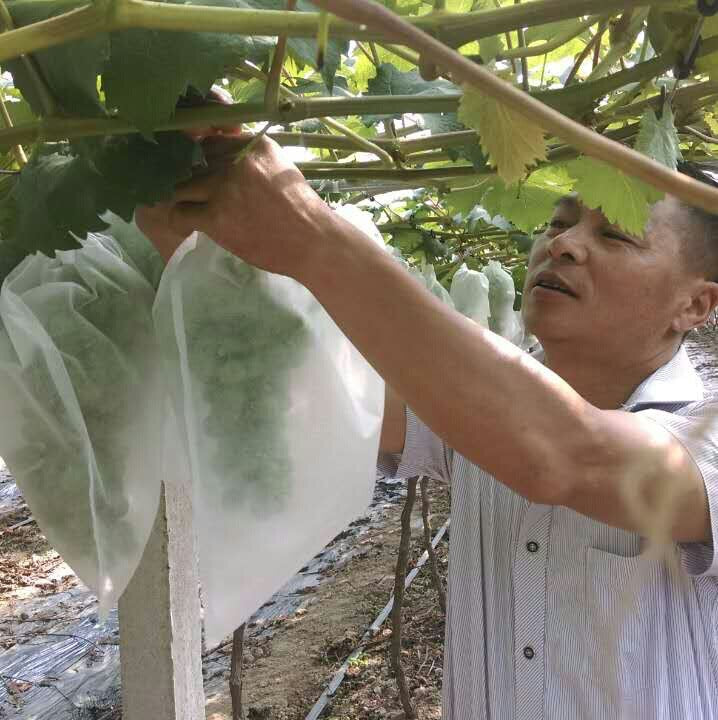 Non-Woven Fruit Protection Bags with Wire Tie for Grape Orchard Greenhouse