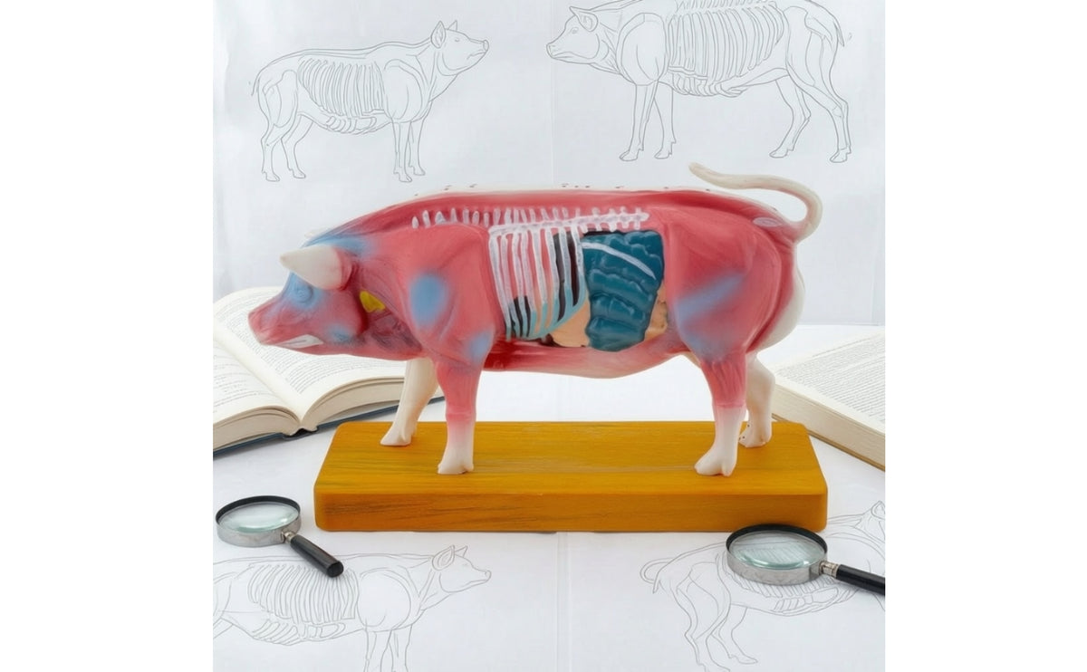 Pig Therapeutic Point Training Model Model Training Animal Therapeutic Point Training Model Structural Model Educational for Veterinarians