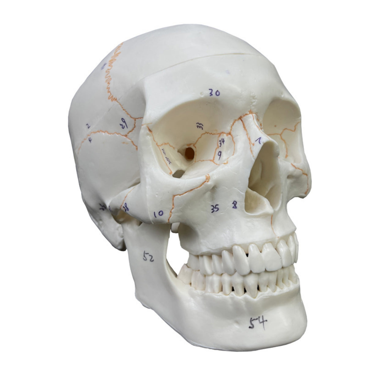 Human Head Model White for Medical Students, Physiological Class