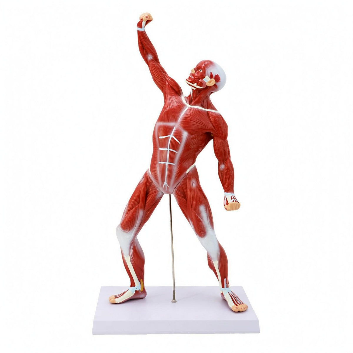 Full-Body Muscle Model Desktop Display Human Muscle Physiological Model PVC