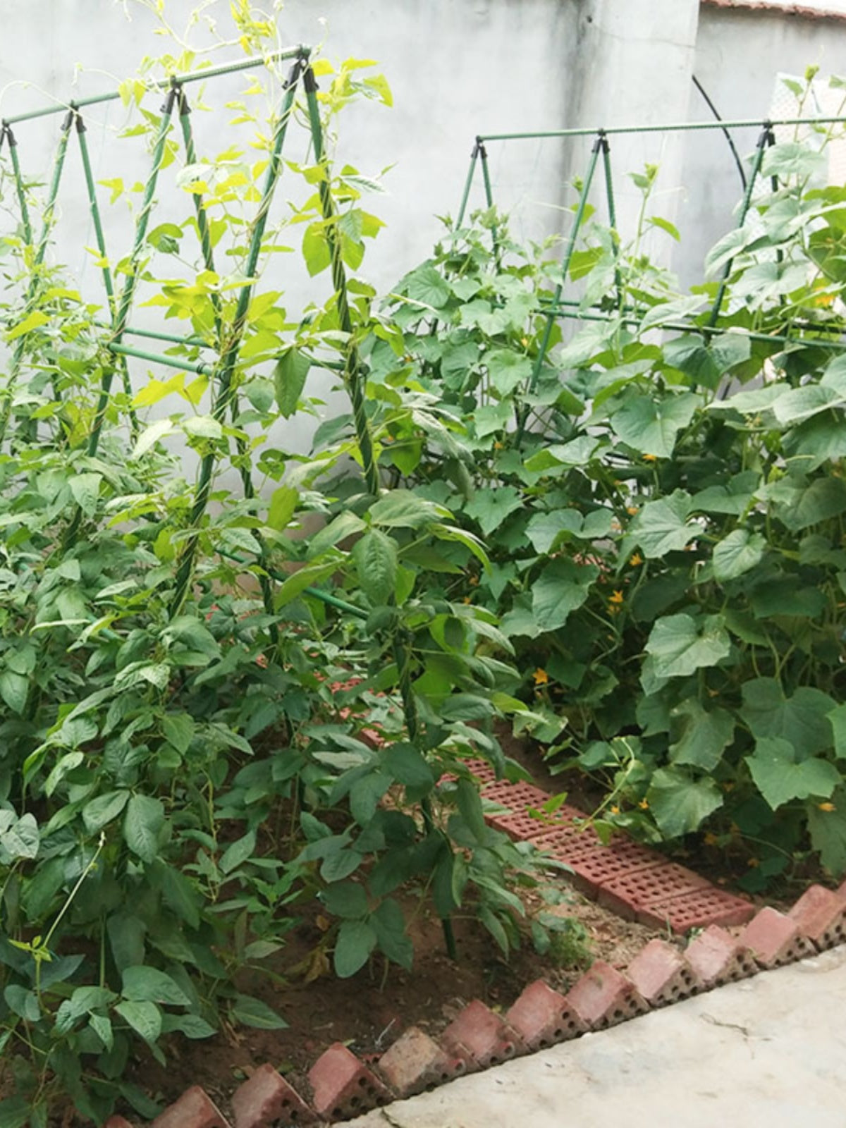爬藤架种菜架子园艺花架花园阳台花爬架植物豆角黄瓜架葡萄架户外 16粗 长150*高180 5横8竖(送爬藤网) 中等