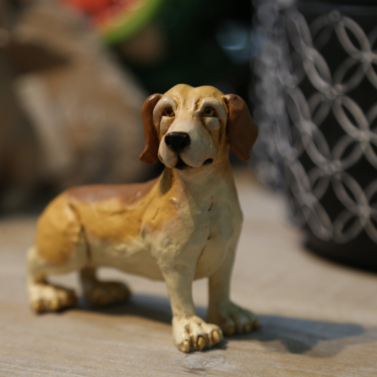 Dachshund