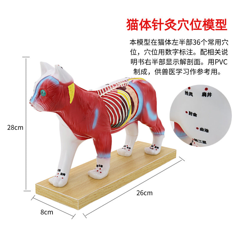 Cat Model