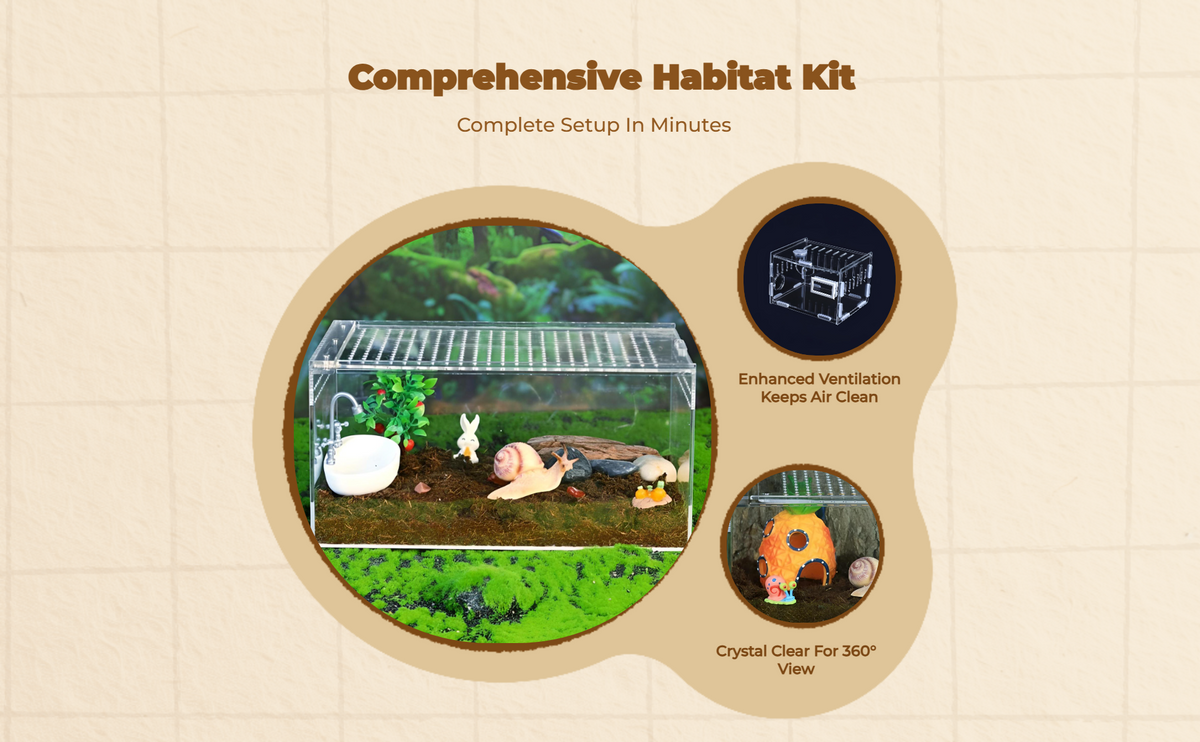 Transparent Acrylic Arachnid Habitat Breeding Box