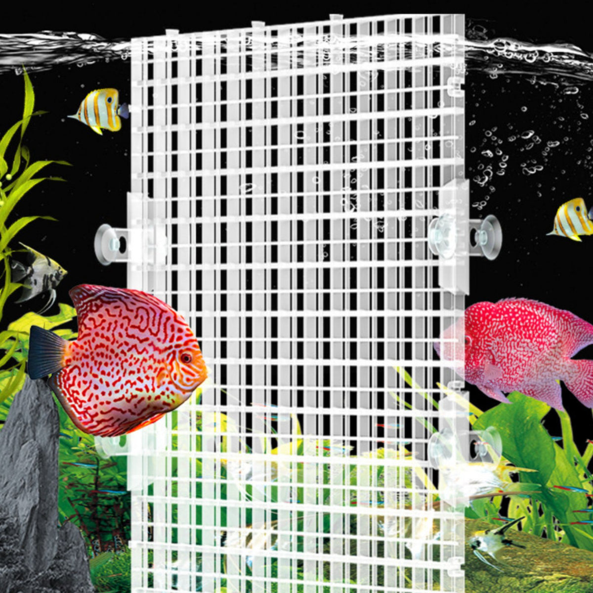 Acrylic Mesh Divider for Aquariums, Fish Isolation Board