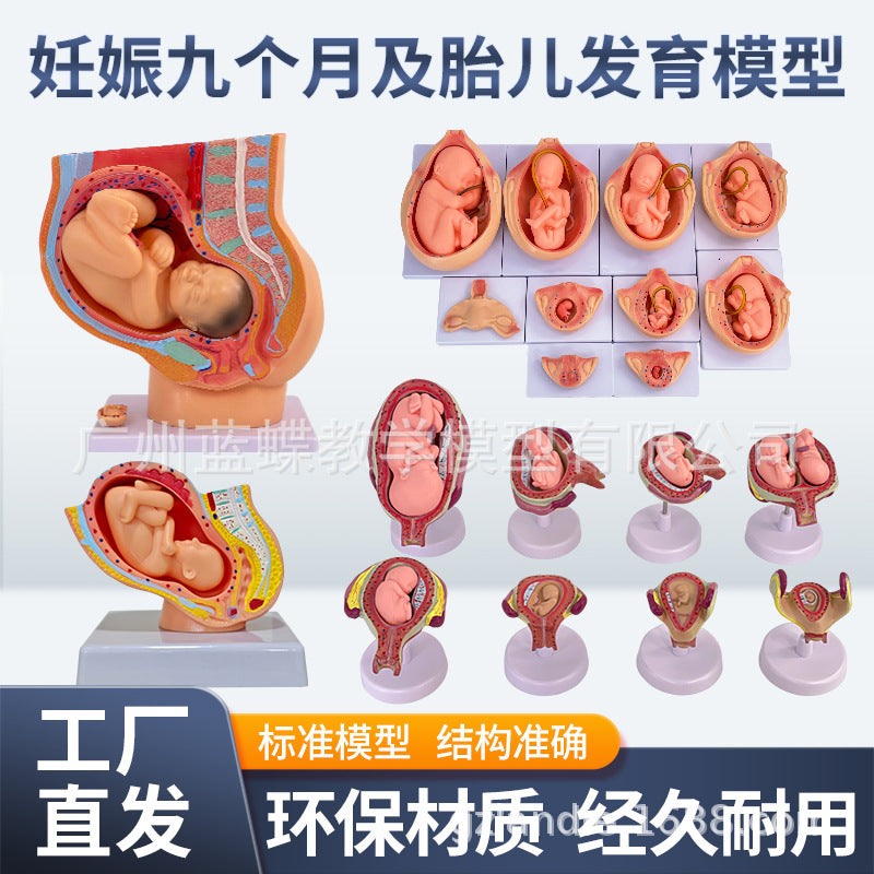 Fetal Development Process Model Embryo Family Planning Model Fetal Development Process Model Uterus Anatomy