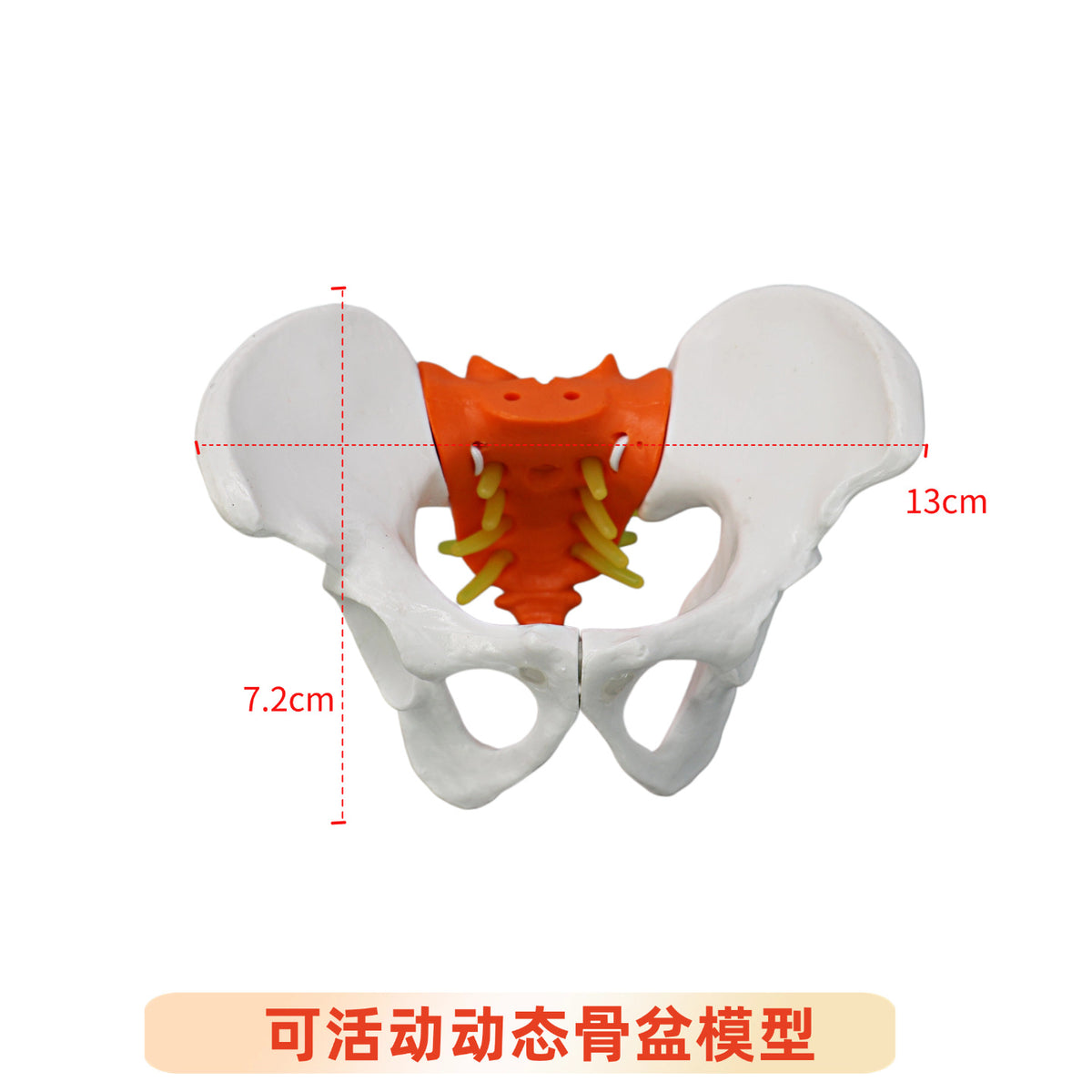 Small Pelvis