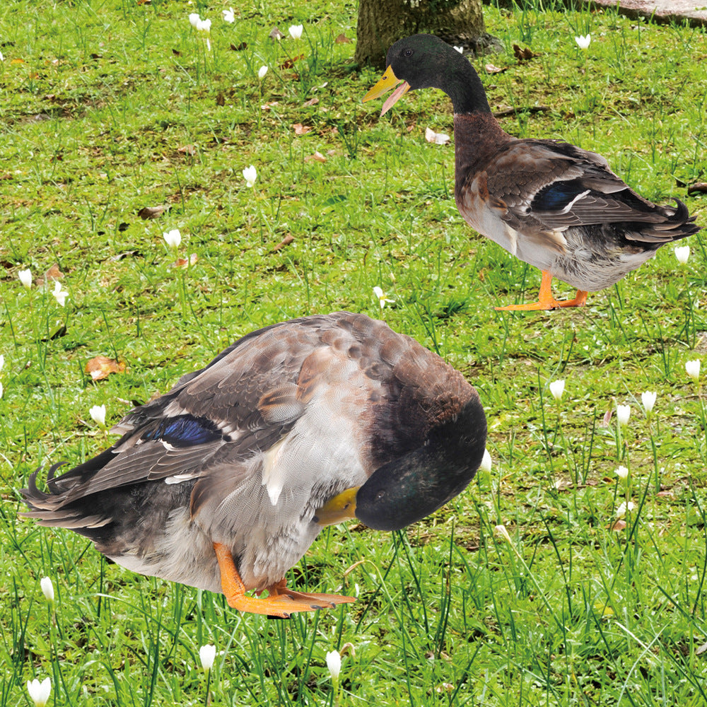 Acrylic Duck Garden Stake for Outdoor Yard Art Decoration