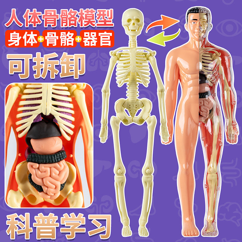 Human Body Structure Model with Organs and Skeleton for Educational Toy