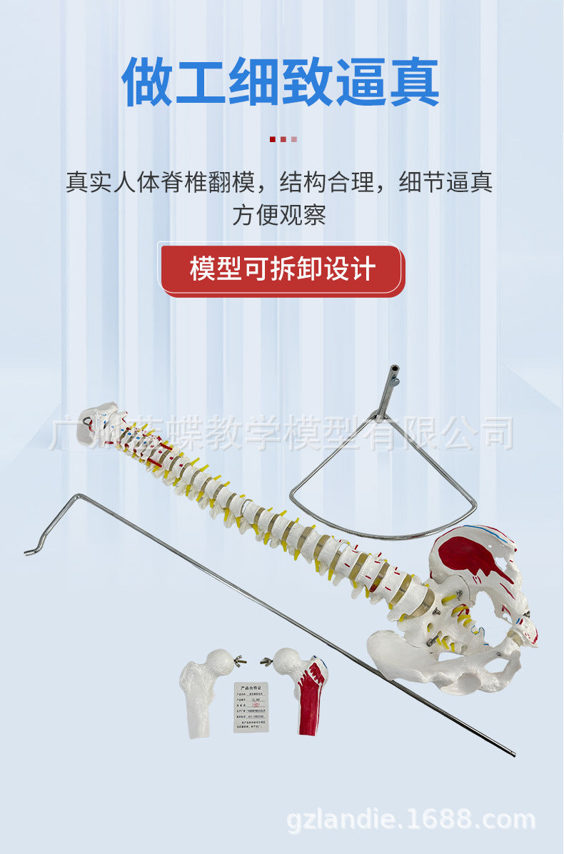Human Spine Model, 45 cm or 85 cm, PVC, Various Styles