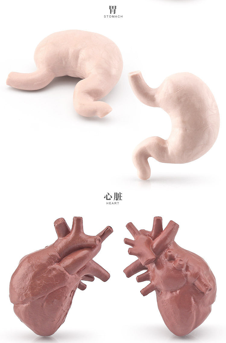 Human Organ Model Set - Brain, Heart, Lungs, Liver, Stomach, Intestines, Kidneys