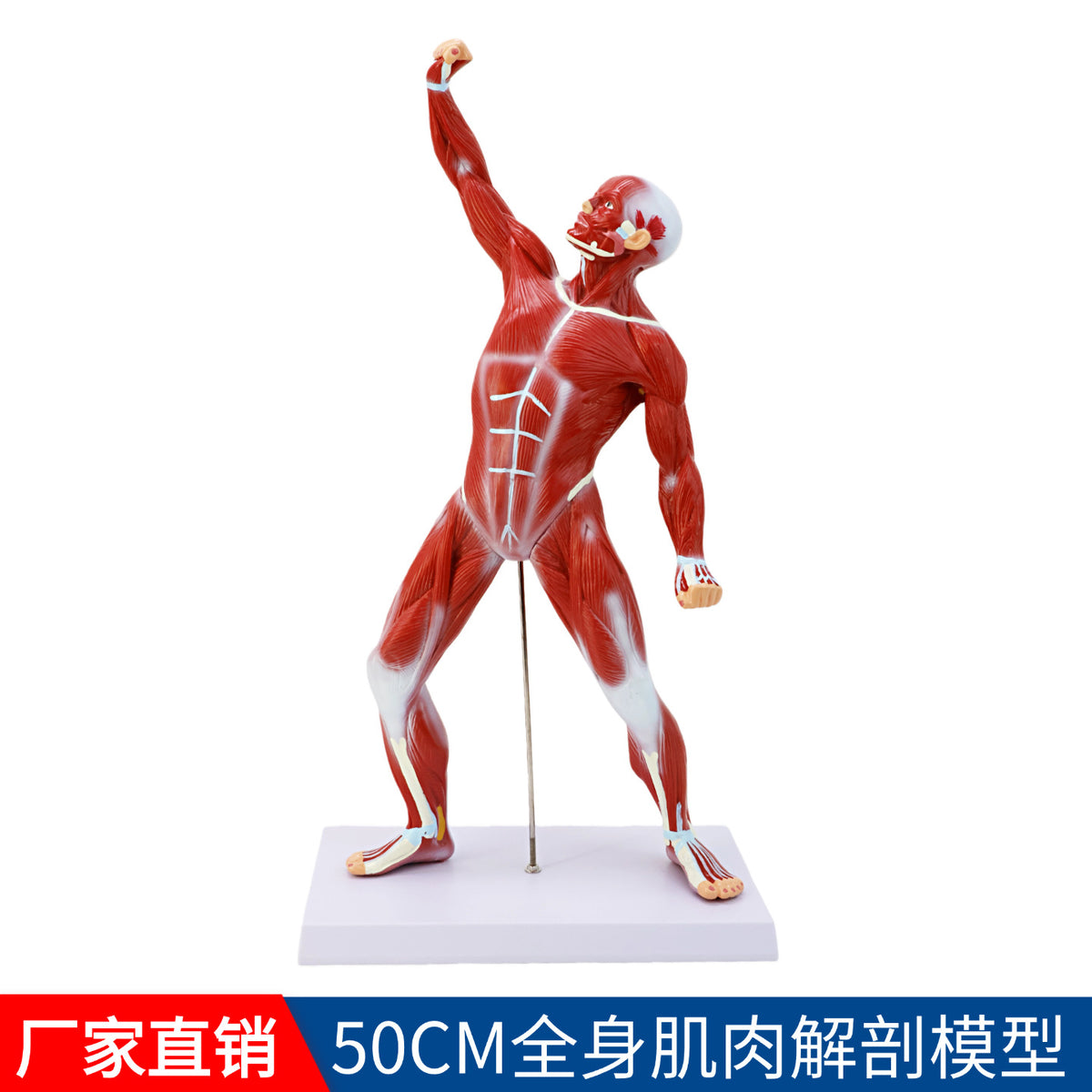 50CM Muscle Model