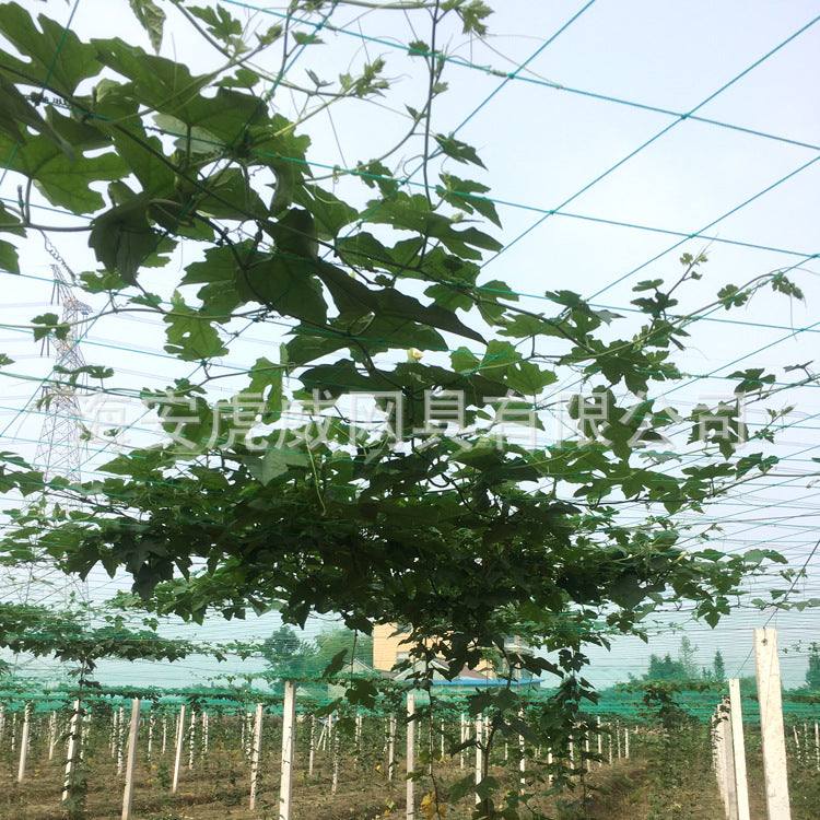 Garden Green Plastic Plant Climbing Net for Cucumber Gourd Vine Support