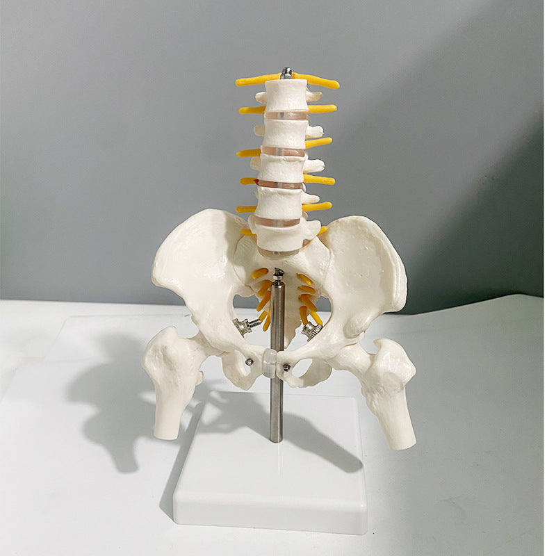 5-lumbar Vertebrae