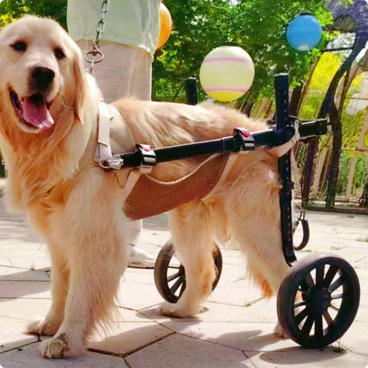 Pet Wheelchair Adjustable Frame Dog Mobility Vehicle Large Wheel Design