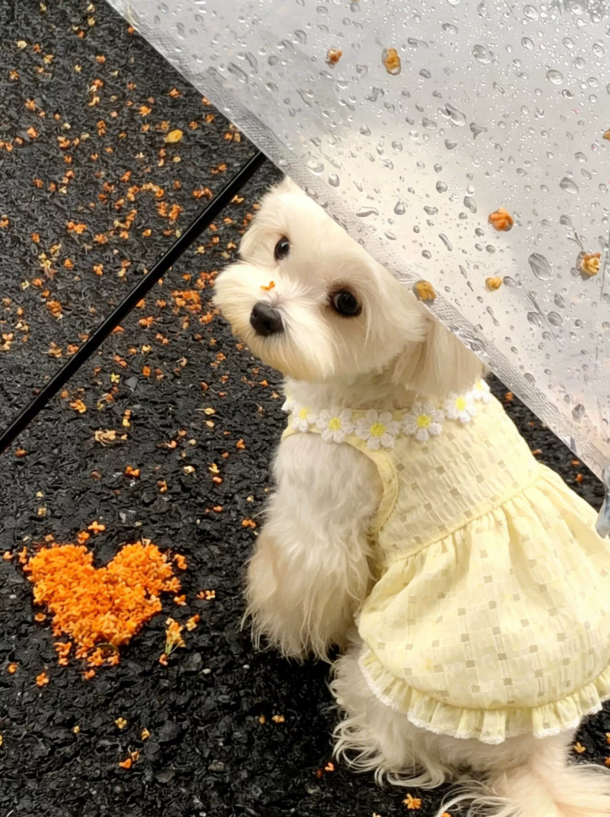 Pet Dog Cat Summer Thin Dress Vest for Small Dogs Bichon