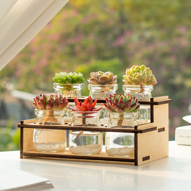 Hydroponic Succulent Cactus Desktop Planter for Air Purification and Drought Resistance