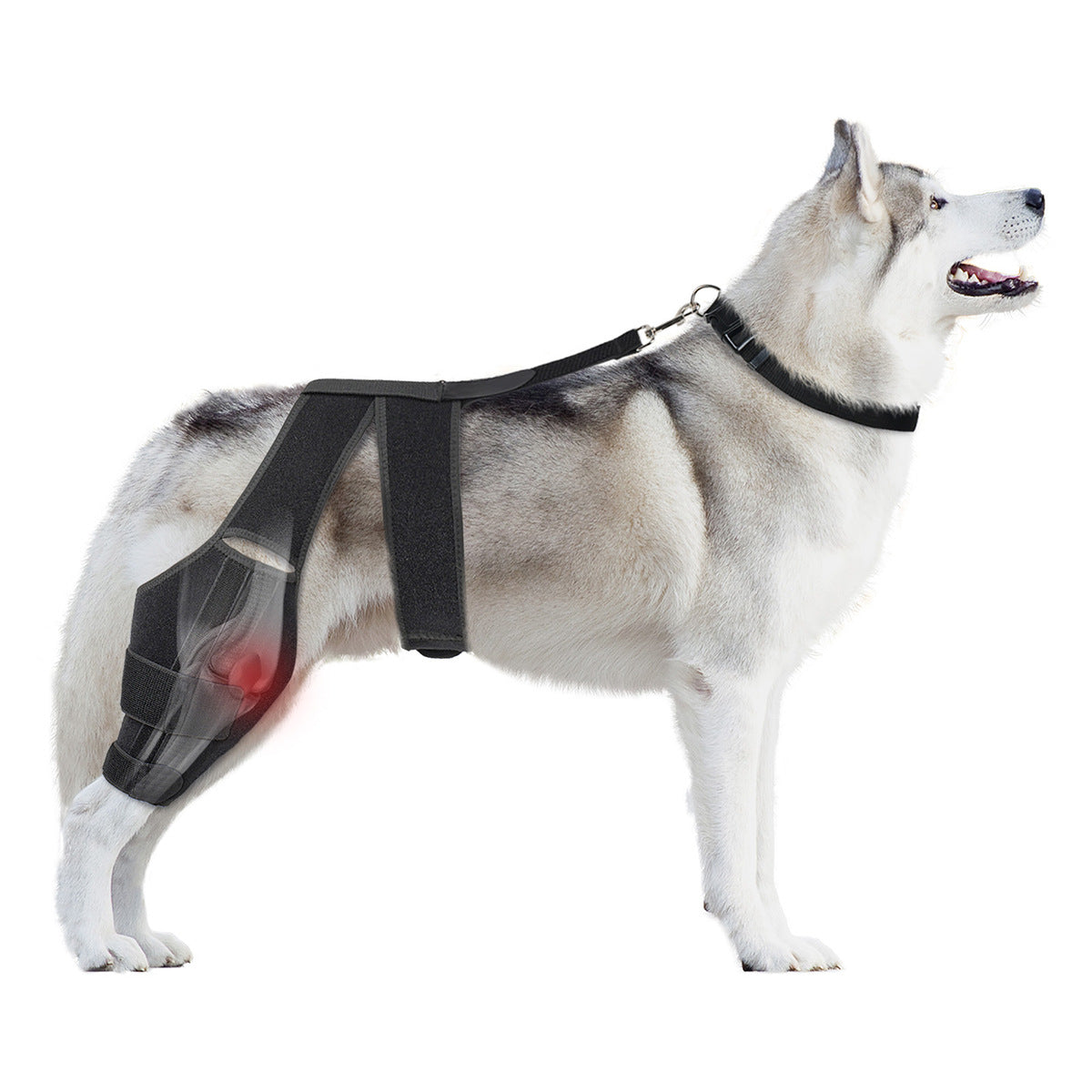 Pet Dog Rear Leg Brace Knee Support for Injury Recovery and Joint Protection