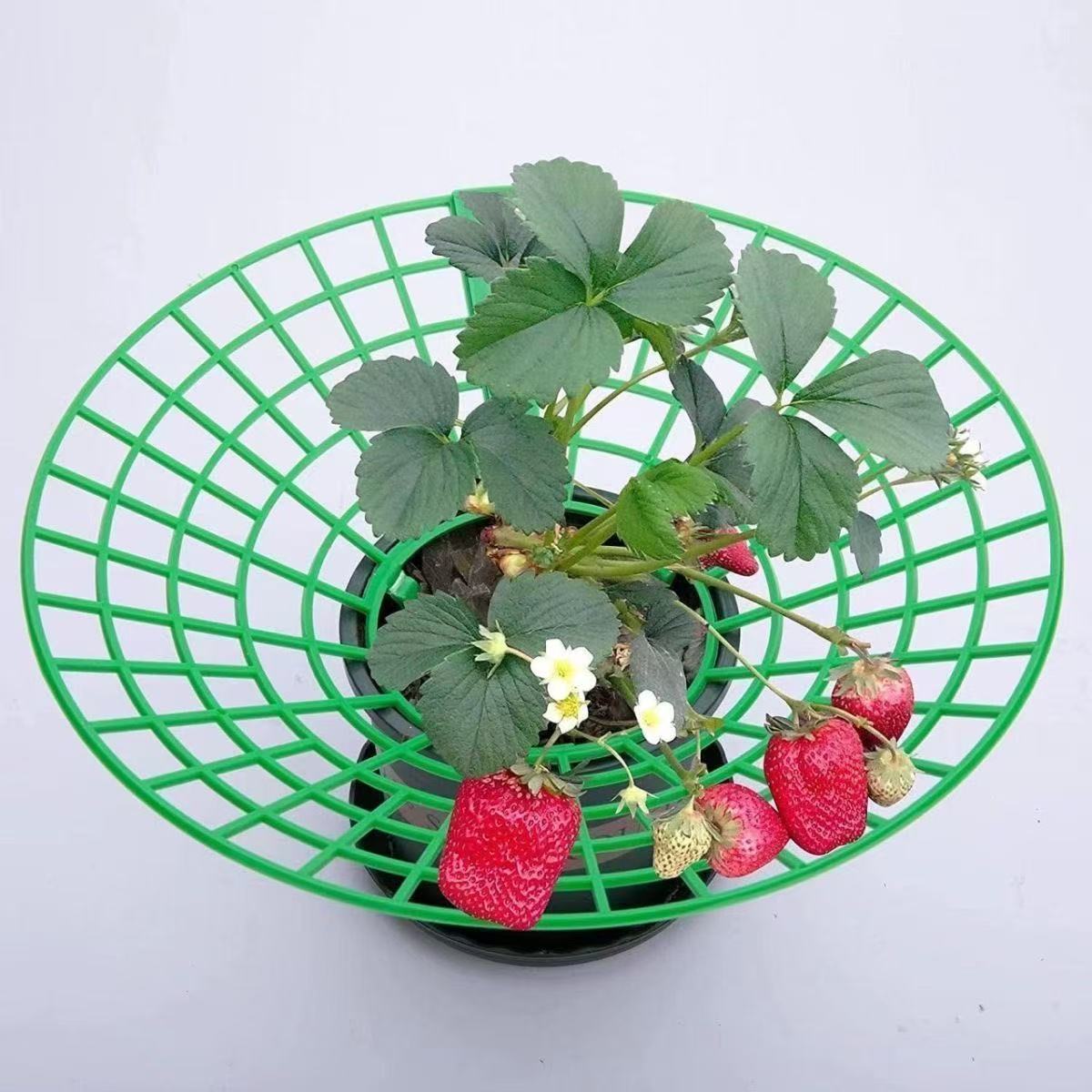 Strawberry Plant Support Stand for Garden and Potted Plants, Prevents Rot and Waterlogging