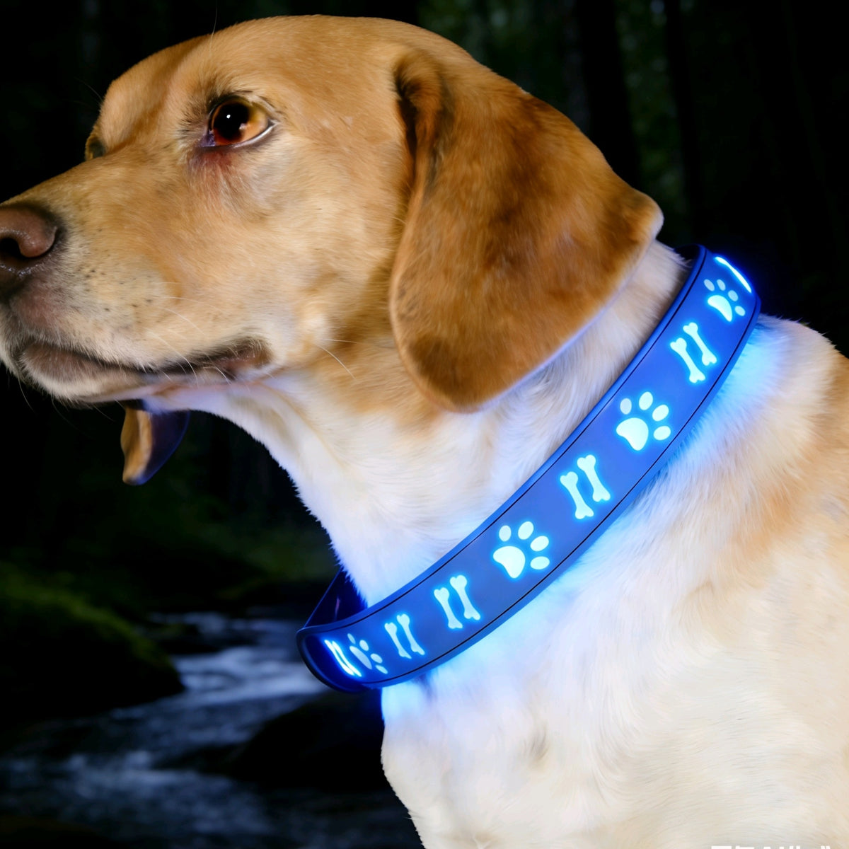 Luminous Pet Collar with Bone & Paw Print Design for Dogs, Glowing Necklace Leash