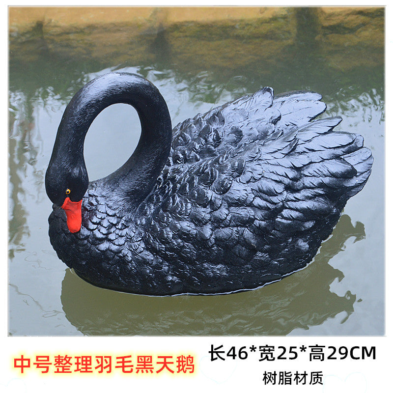M / Black Groom Feathers