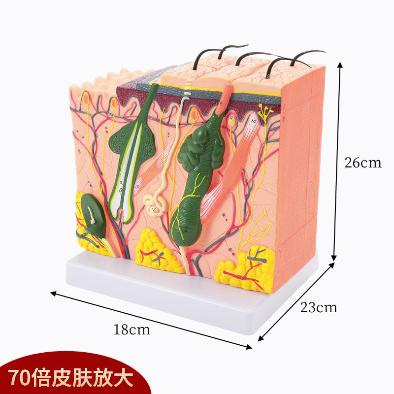26x23x18cm 70x Skin