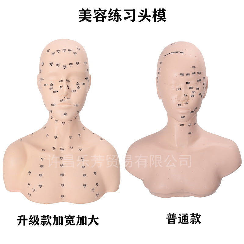Half Body Mannequin Head for Salon Massage Practice and Acupoint Learning