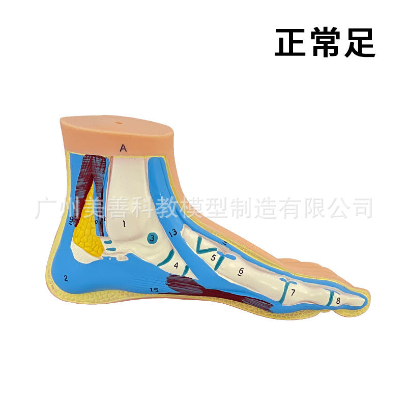 Normal Foot-engraved