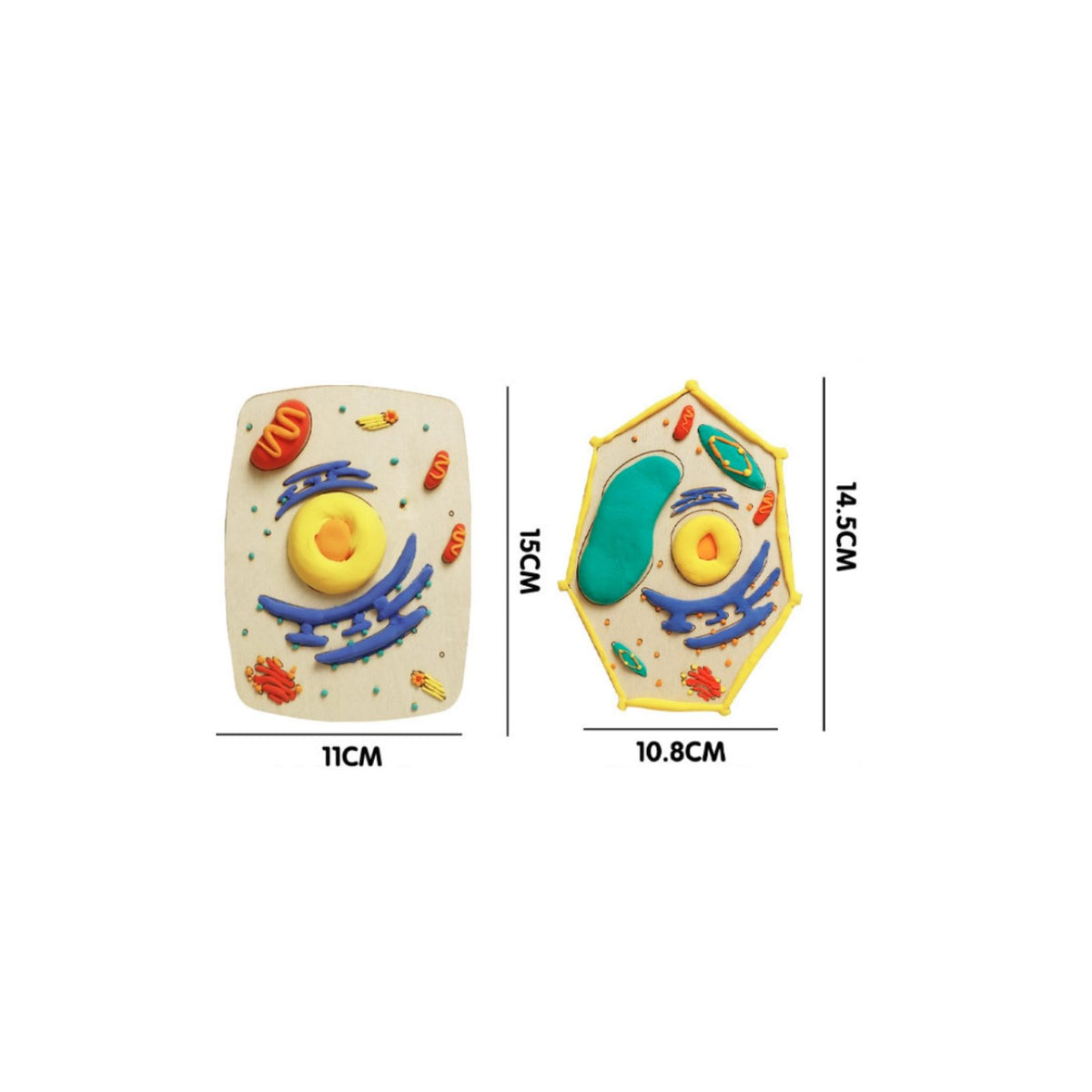 Hands-on Learning DIY Cell Model Kit STEM Toy Creature and Plant Cell Model Promotes Creativity for Students, Teens, Classroom