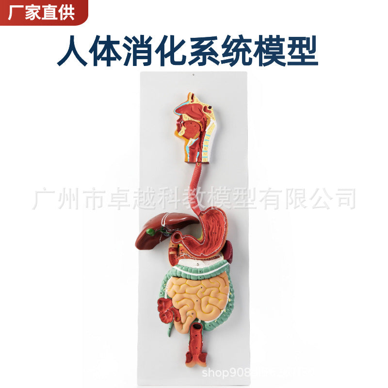 Digestive System
