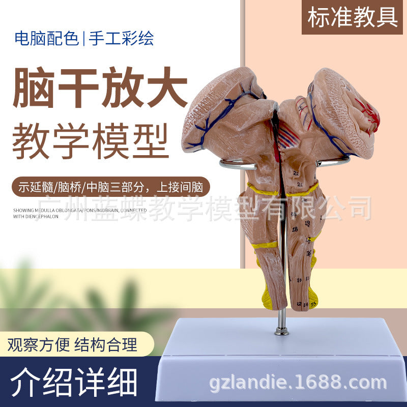 Magnified Brainstem Model with Midbrain, Pons, Medulla, Diencephalon and Cranial Nerves