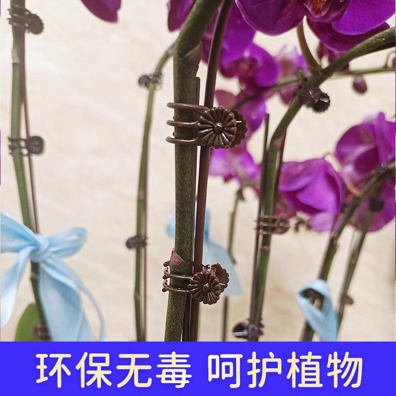 Phalaenopsis Flower Clip Plant Climbing Fixing Clip Gardening Orchid Clip Anti-Fall Five-Claw Plastic Climbing Shaping