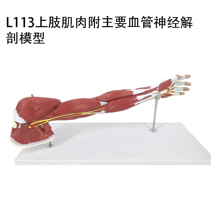 L113 Upper Limb