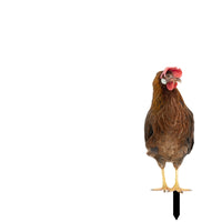 Chicken Garden Stake Outdoor Chicken Yard Art Cute for Flower Bed