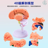 教学仿真人体大脑解剖模型脑动脉构造脑神经脑模具脑功能区域色分