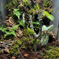 Lifelike Reptile Branch for Snake Accessories, Realistic Climbing Branch with Multi-Colored Leaves, 20cm X 7cm, 1 Piece