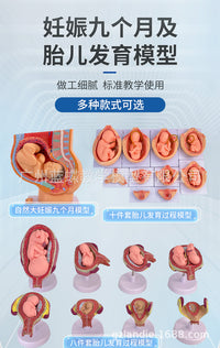 Fetal Development Process Model Embryo Family Planning Model Fetal Development Process Model Uterus Anatomy