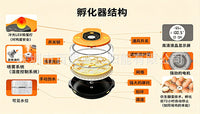 Single-Layer Small Smart Egg Incubator for Home Use