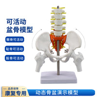 动态女性腰椎骨盆骨骼模型关节可活动迷你小盆骨产康人体医用骨架