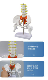 动态女性腰椎骨盆骨骼模型关节可活动迷你小盆骨产康人体医用骨架