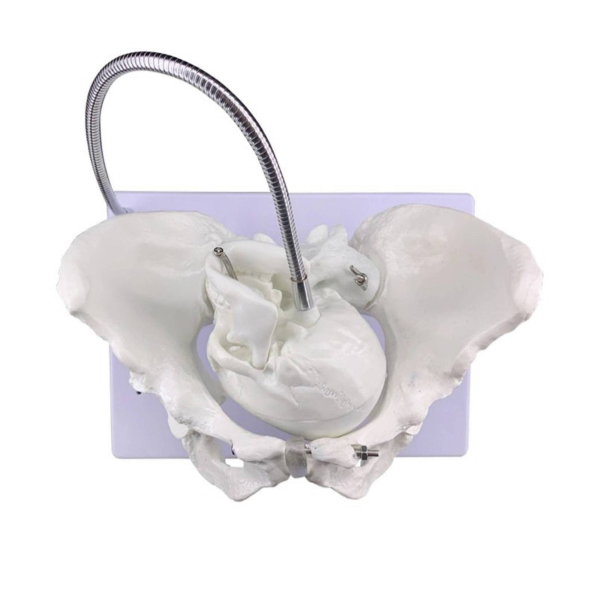 Childbirth Teaching Pelvis Educational Display Fetal Birth Model High Simulation Midwifery Training Model