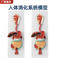 人体消化系统模型 消化道胃剖面 鼻咽喉 大小肠 胃解剖模型肛肠科
