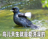 八哥鸟笼不锈钢新款圆形专用洗澡盆鹩哥画 画眉玄凤家用鹦鹉笼子