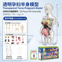 Transparent Pregnant Woman Anatomy Model for Medical Education