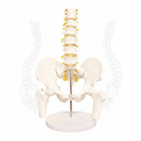 Spine Pelvis Model Long-Lasting Female Pelvis Model PVC Material for Students