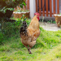 Yiwol 3mm Double-Sided Printed Plastic Hen Garden Stake for Yard Art