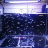 Acrylic Aquarium Divider Panel with Suction Cups