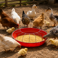 poultry feeder