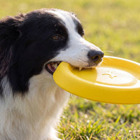 Mild-Tempered Canine with Raised Rim