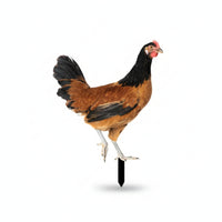 Chicken Garden Stake Long-Lasting for Gardeners, Homeowners